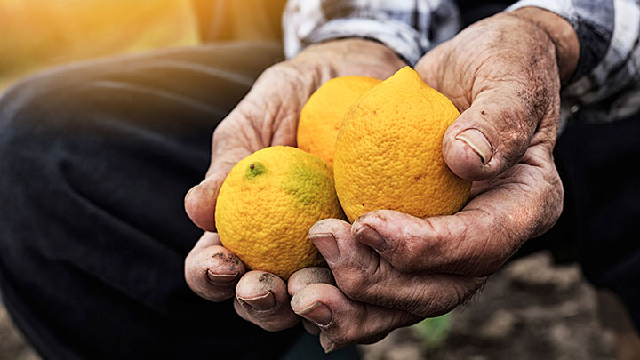 الأغذية و الزراعة